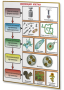 Плакаты по биологии для оформления кабинета. - fgospostavki.ru - Ейск